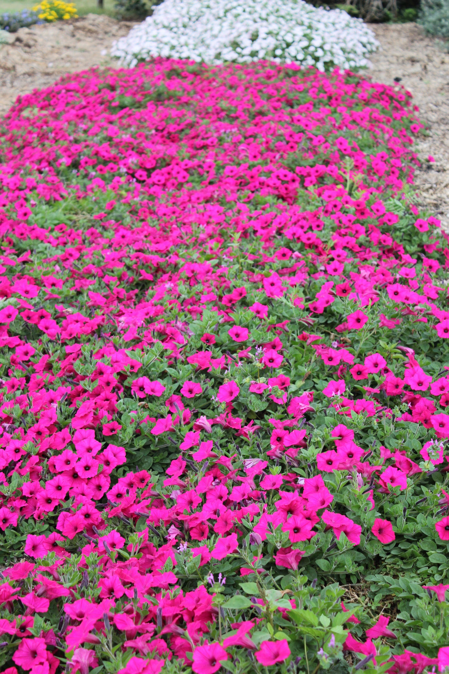 Petunia hybrid Supertunia Vista 'Fuchsia'