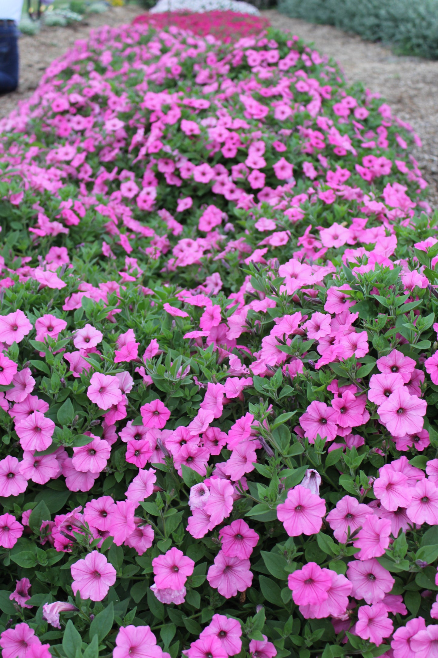 Petunia hybrid Supertunia Vista 'Bubblegum'