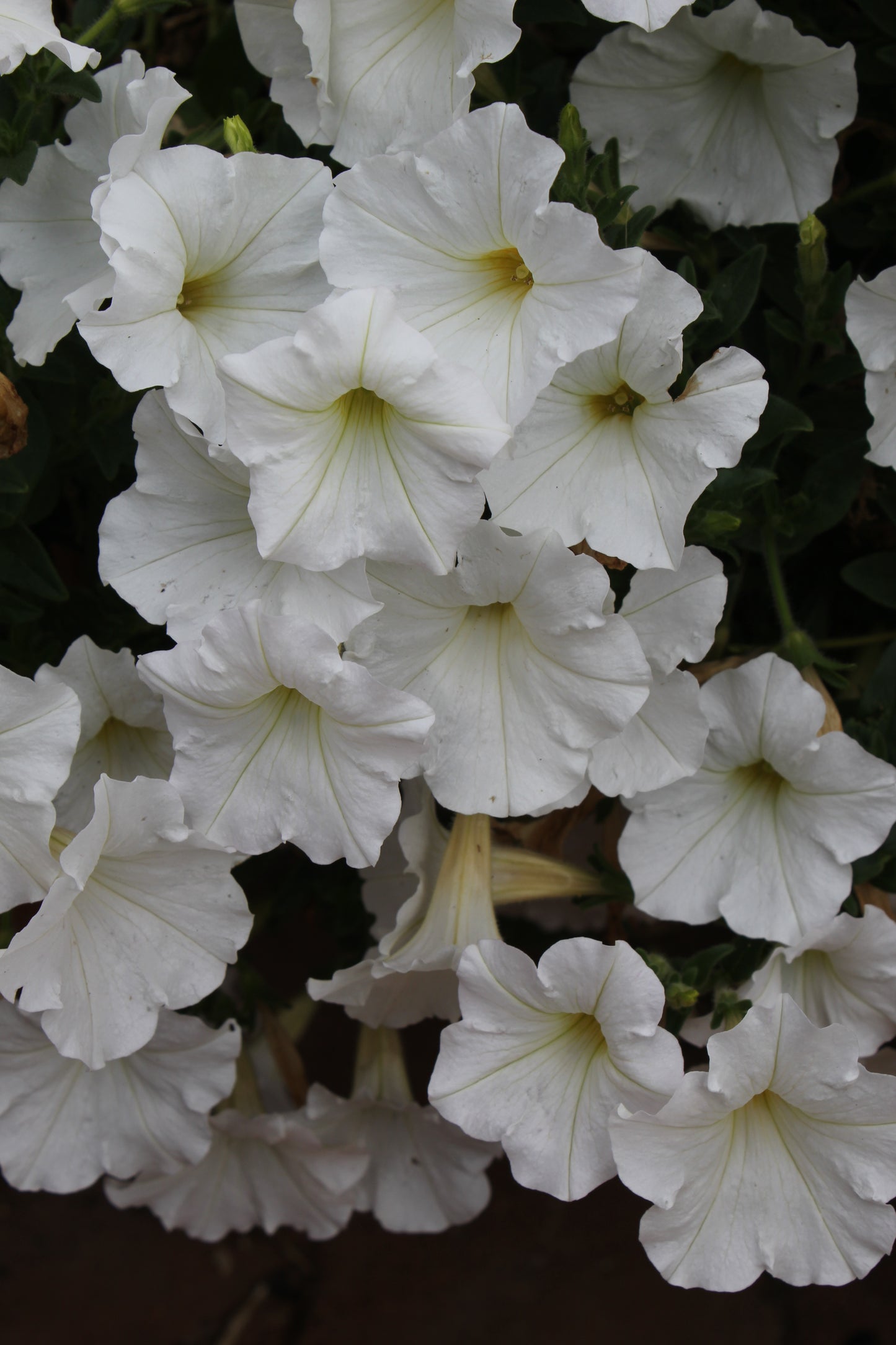 Petunia Supertunia Vista 'White Charm'