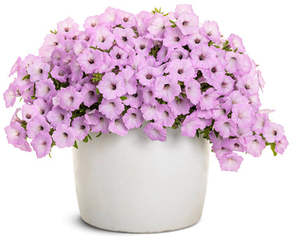 Petunia hybrid Supertunia Vista 'Cool Jazz' - NEW COMING SOON