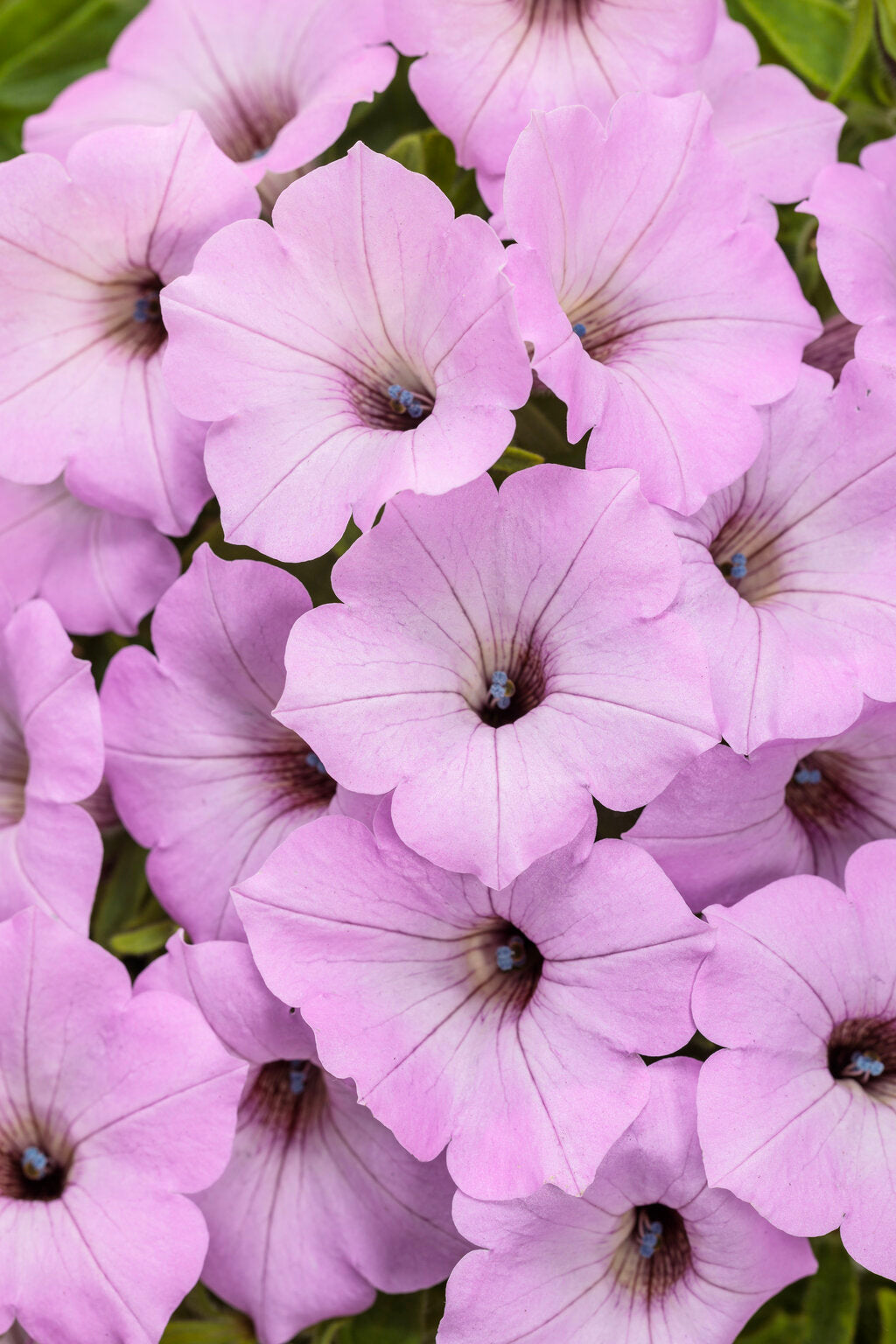 Petunia hybrid Supertunia Vista 'Cool Jazz' - NEW COMING SOON