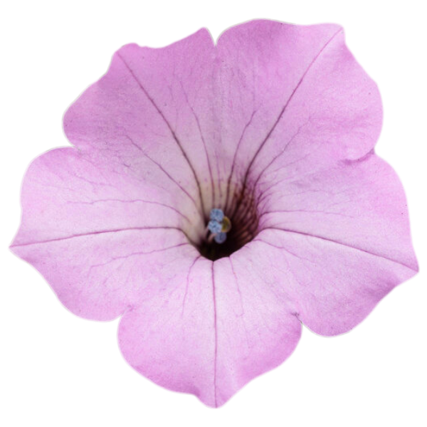 Petunia hybrid Supertunia Vista 'Cool Jazz' - NEW COMING SOON