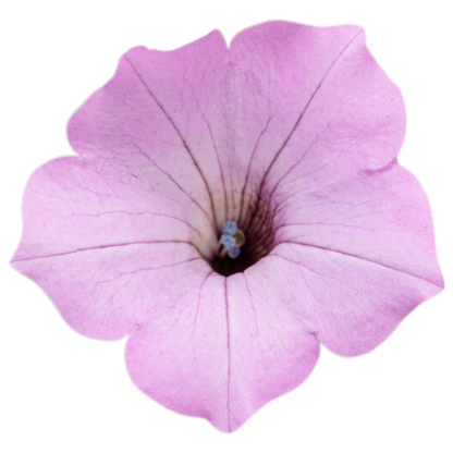 Petunia hybrid Supertunia Vista 'Cool Jazz' - NEW COMING SOON