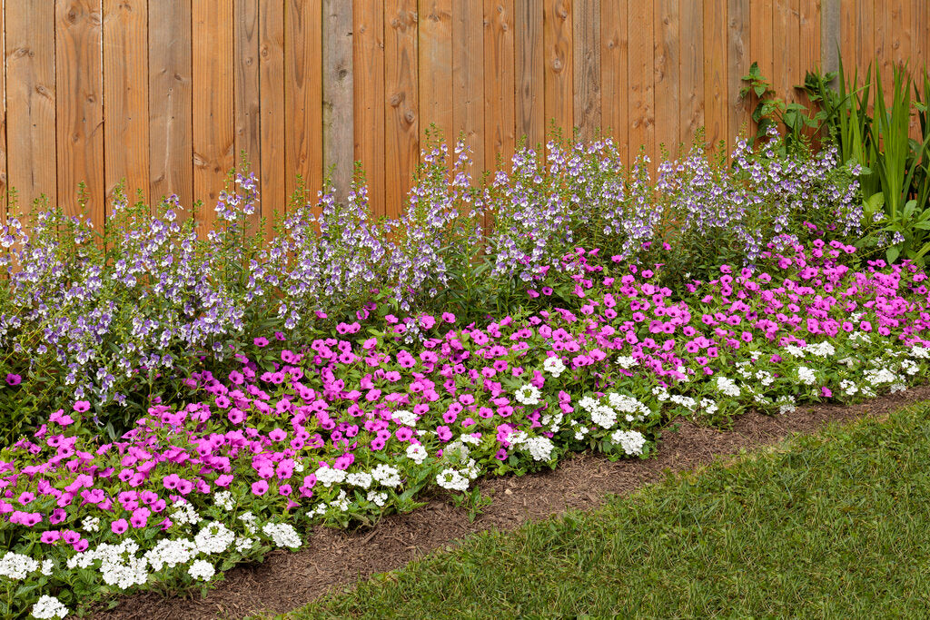 Petunia hybrid Supertunia Vista 'Jazzberry' - WILL RETUN SPRING 2026