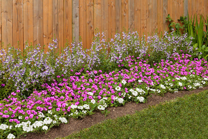 Petunia hybrid Supertunia Vista 'Jazzberry' - WILL RETUN SPRING 2026