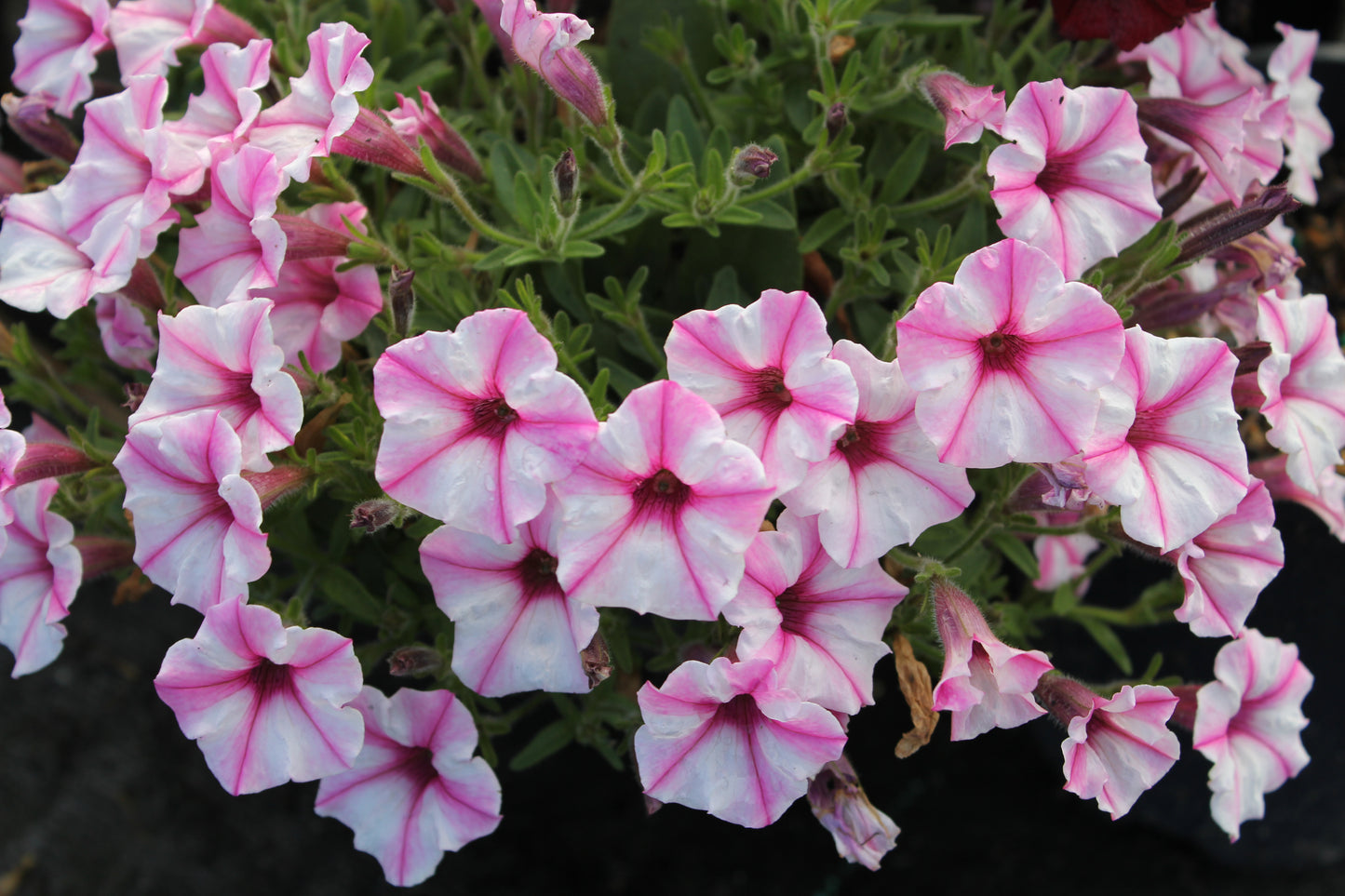 Petunia hybrid Supertunia Mini Vista 'Pink Star Charm'