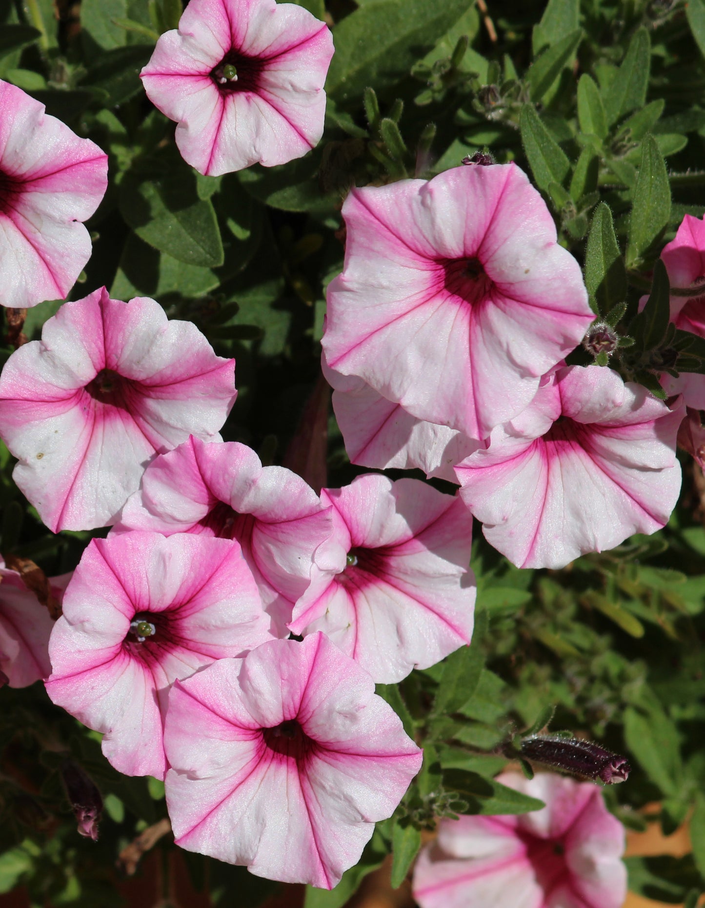 Petunia hybrid Supertunia Mini Vista 'Pink Star Charm'