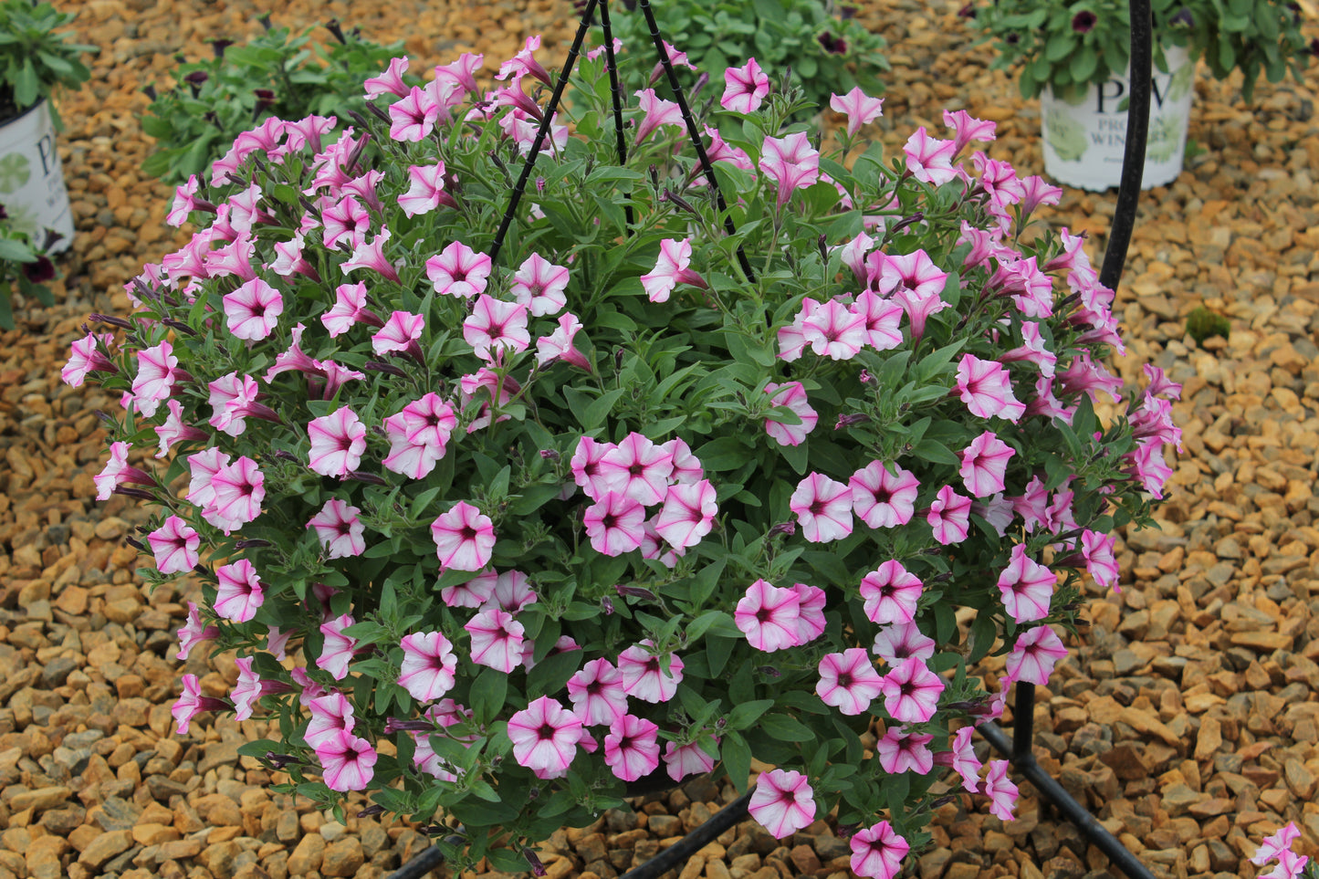 Petunia hybrid Supertunia Mini Vista 'Pink Star Charm'