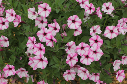 Petunia hybrid Supertunia Mini Vista 'Pink Star Charm'