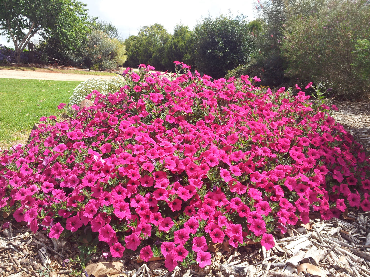 Petunia hybrid Supertunia Vista 'Fuchsia'