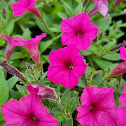 Petunia Supertunia Mini Vista 'Hot Pink' - NEW