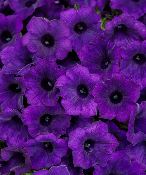 Petunia hybrid Supertunia Mini Vista 'Ultramarine' - NEW SPRING 2026