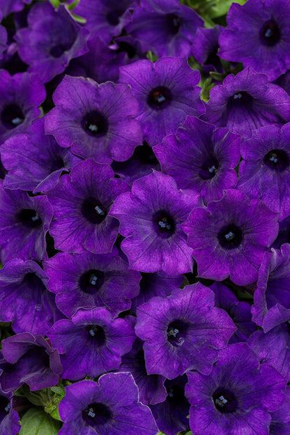 Petunia hybrid Supertunia Mini Vista 'Ultramarine' - NEW SPRING 2026
