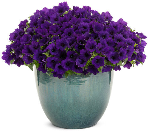 Petunia hybrid Supertunia Mini Vista 'Ultramarine' - NEW SPRING 2026