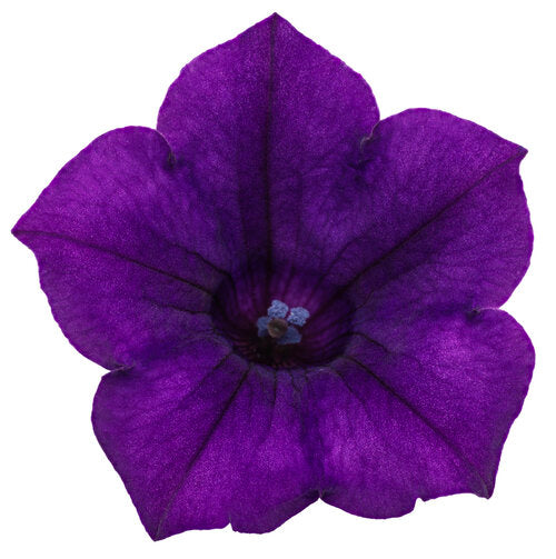 Petunia hybrid Supertunia Mini Vista 'Ultramarine' - NEW SPRING 2026
