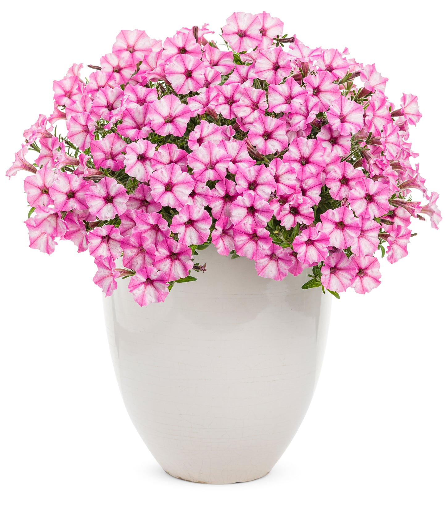 Petunia hybrid Supertunia Mini Vista 'Pink Star Charm'