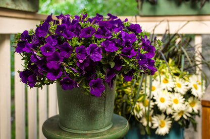 Petunia hybrid Supertunia 'Royal Velvet'