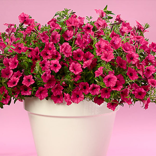 Petunia hybrid Supertunia Vista 'Fuchsia'