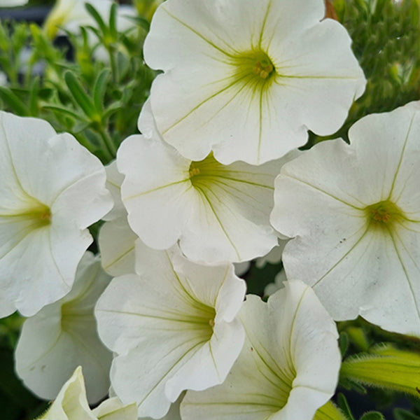 Petunia Supertunia Vista 'White Charm'