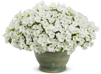 Petunia Supertunia Vista 'White Charm'