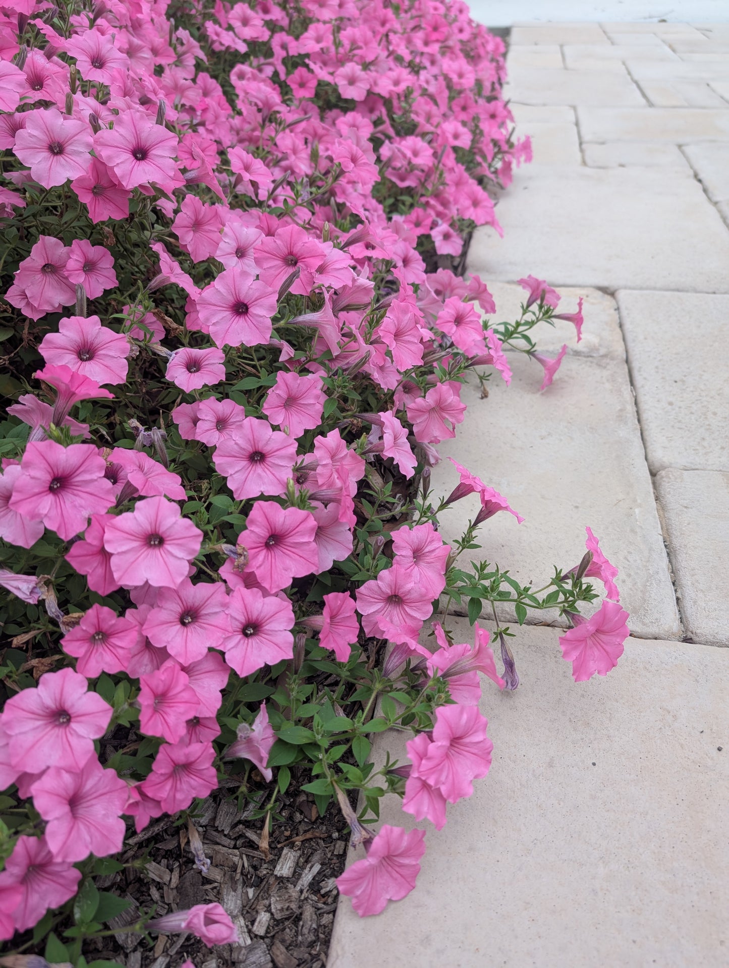 Petunia hybrid Supertunia Vista 'Bubblegum' - WILL RETUN SPRING 2026