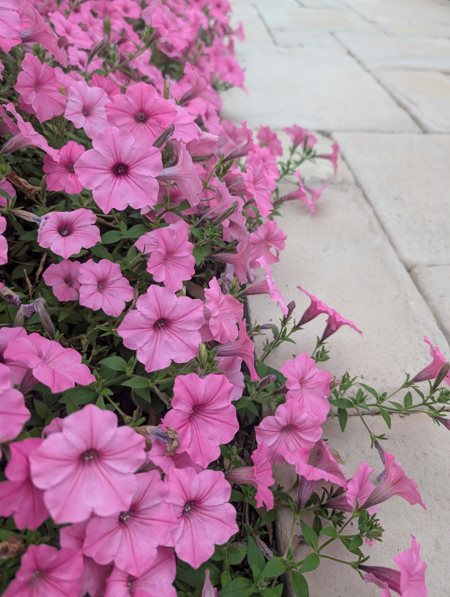 Petunia hybrid Supertunia Vista 'Bubblegum' - WILL RETUN SPRING 2026