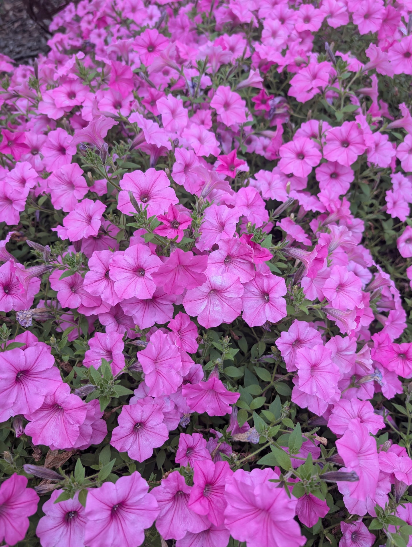 Petunia hybrid Supertunia Vista 'Bubblegum' - WILL RETUN SPRING 2026