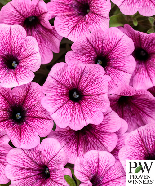 Petunia hybrid Supertunia Mini Vista 'Plum Veined' - NEW COMING SOON