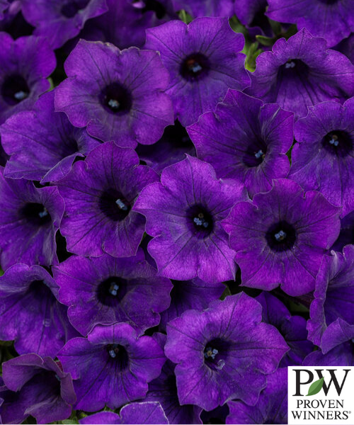 Petunia hybrid Supertunia Mini Vista 'Ultramarine' - NEW -  WILL RETUN LATE SPRING 2026