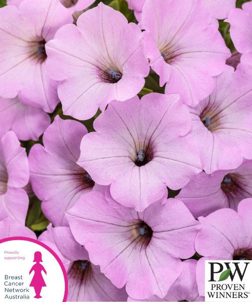 Petunia hybrid Supertunia Vista 'Cool Jazz' - NEW COMING SOON