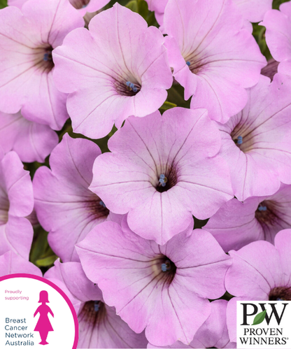 Petunia hybrid Supertunia Vista 'Cool Jazz' - NEW COMING SOON