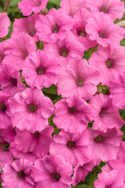 Petunia Supertunia Mini Vista 'Hot Pink' - NEW