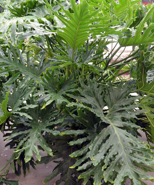 Philodendron bipinnatifidum 'Hope' - NEW