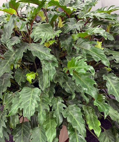 Philodendron xanadu - NEW