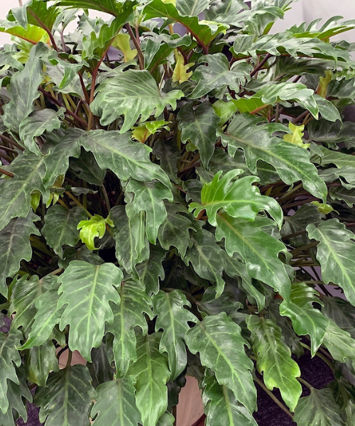 Philodendron xanadu - NEW