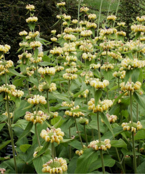 Phlomis purpurea x crinita 'Lemon Bush' - NEW