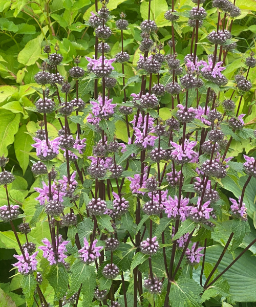 Phlomis tuberosa 'Prima Donna' - New