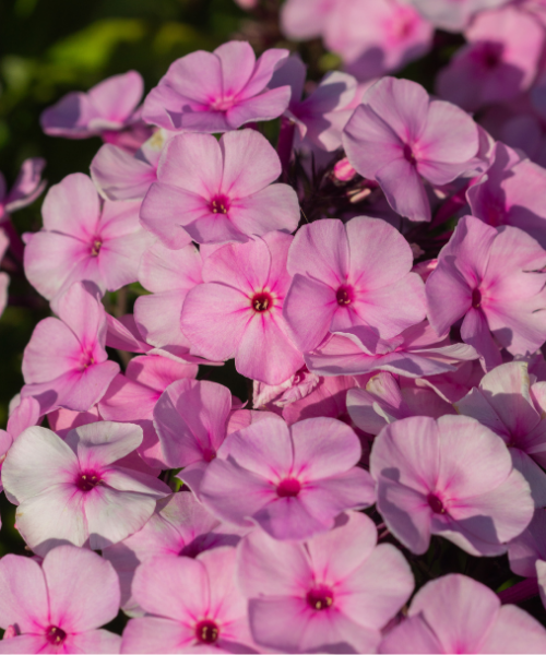 Phlox paniculata 'Famous Light Pink' - NEW