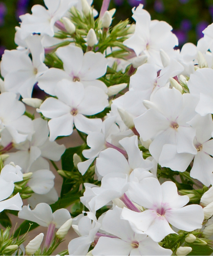 Phlox paniculata 'Famous White' - NEW