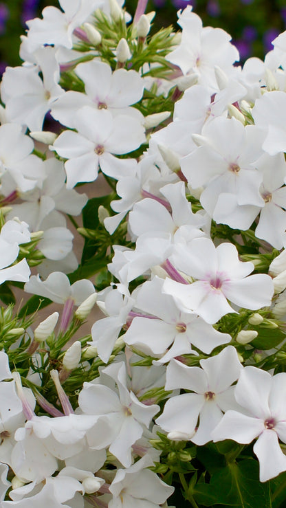 Phlox paniculata 'Famous White' - NEW