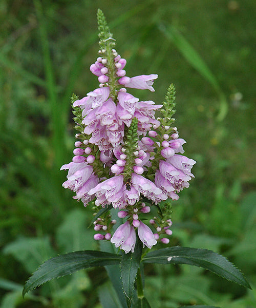 Physostegia virginiana 'Rose Queen'