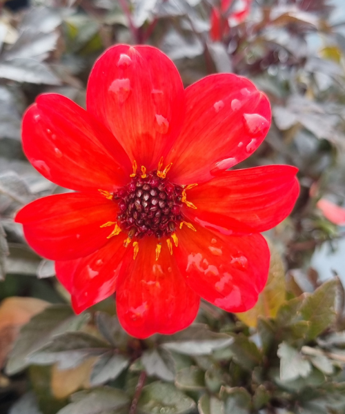 Dahlia variabilis 'Luminosity'