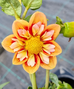Dahlia variabilis 'Outrageous Gor Blimey' - NEW
