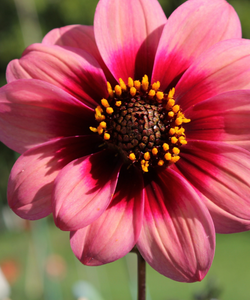 Dahlia variabilis 'Outrageous Ringo' - NEW
