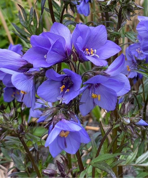 Polemonium yezoense 'Bressingham Purple'