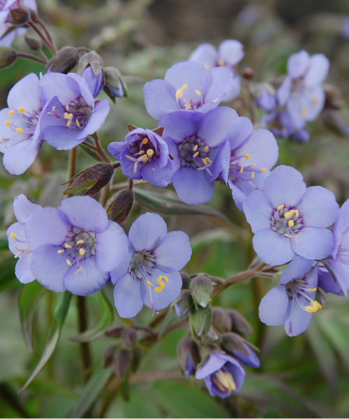 Polemonium yezoense 'Heaven Scent'