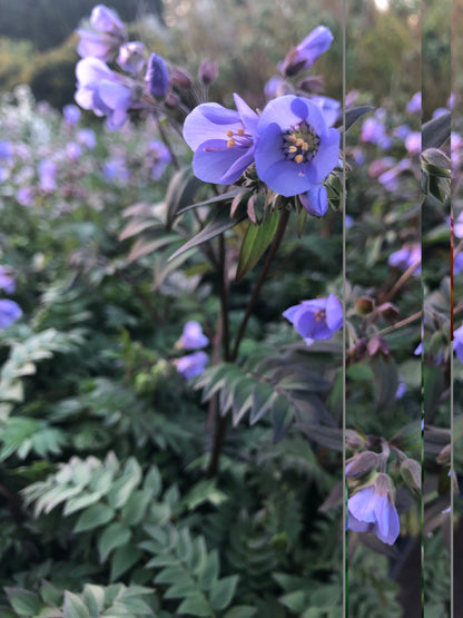 Polemonium yezoense 'Bressingham Purple'