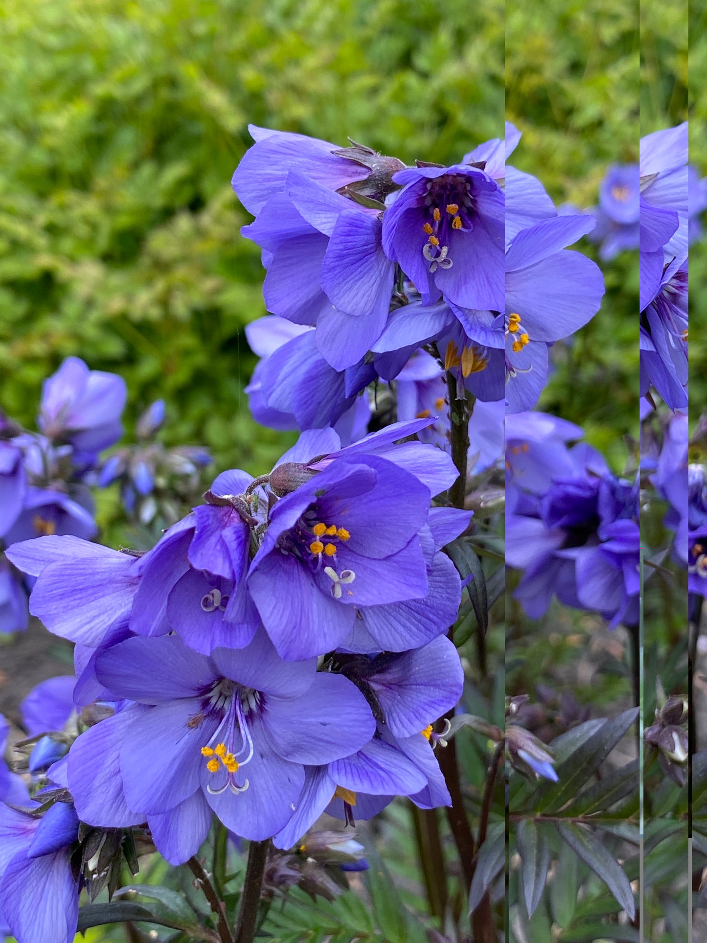 Polemonium yezoense 'Bressingham Purple'