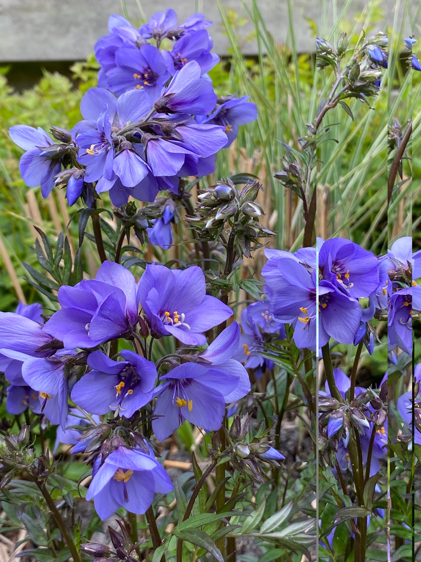 Polemonium yezoense 'Bressingham Purple'