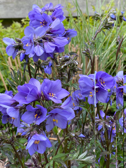 Polemonium yezoense 'Bressingham Purple'